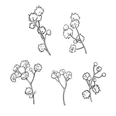 Graphic drawing botanical flowers set
