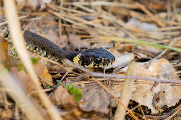 Grass snake hunting in the grass