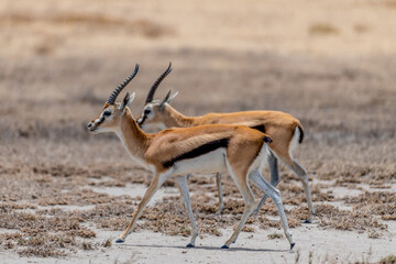 Wild Thomson's gazelles in serengeti national park