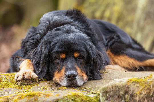 black and gold Hovie dog hovawart resting on a rock