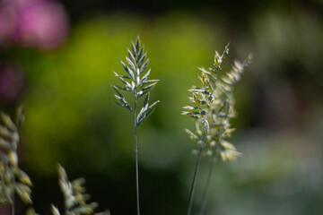 Close-up of green grasses with seeds - symbolic for hay fever (allergic coryza)