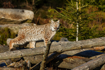 adult male Eurasian lynx (Lynx lynx) meows loudly