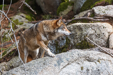 Eurasian wolf (Canis lupus lupus) slowly creeping