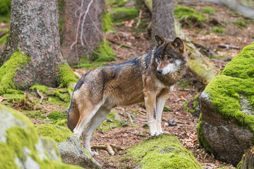 Naklejka na ściany i meble Eurasian wolf (Canis lupus lupus) leaning on a stone