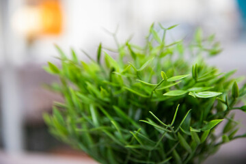 close up of fresh herbs