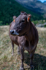 Cow grazing in the mountains of the Pyrenees