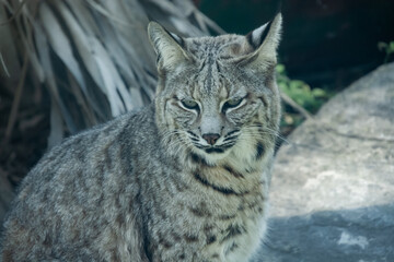 Nice specimen of lynx taken in a large zoological garden