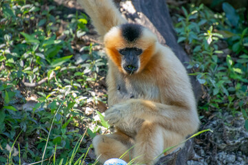 Nice specimen of monkey taken in a large zoological garden