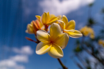 yellow flower on sky