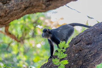 Savannah landscape in Serengeti National Park