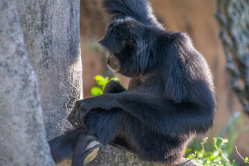 Nice specimen of monkey taken in a large zoological garden