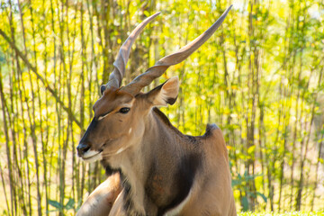 Nice specimen of antelope taken in a large zoological garden