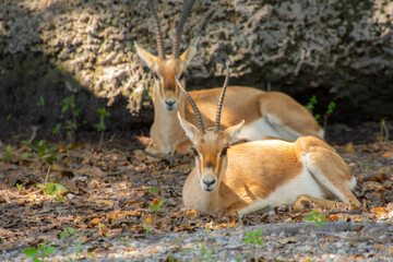 Nice specimen of antelope taken in a large zoological garden