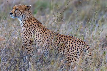 Wild cheetah in serengeti national park