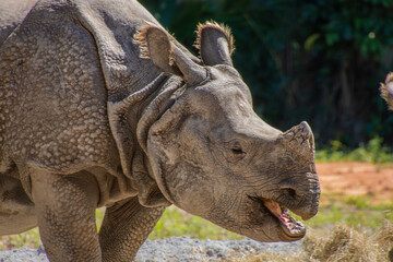 Fototapeta na wymiar Nice specimen of rhinoceros taken in a large zoological garden