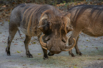 Fototapeta premium Nice specimen of wild boar taken in a large zoological garden