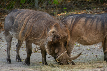 Nice specimen of wild boar taken in a large zoological garden