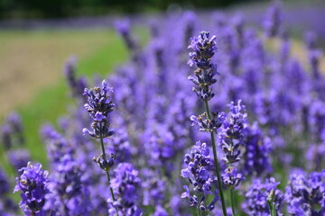 lavender field in East Township, Quebec, Canada