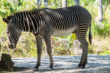 Fototapeta na wymiar Nice specimen of zebra taken in a large zoological garden