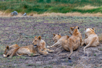 Wild lionesses in the Serengeti National Park in the heart of Africa