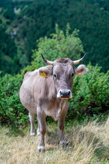 Naklejka na ściany i meble Cow grazing in the mountains of the Pyrenees
