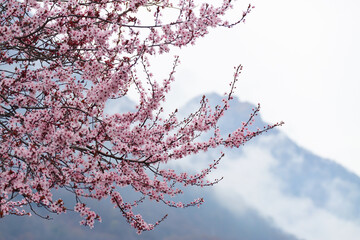Branches of pink cherry blossom or plum flowers blooming on tree with blurry nature of cloudy mountain ridge in background during spring season  