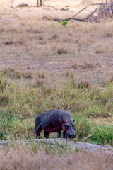 Naklejka na ściany i meble Wild hippo in Serengeti national park