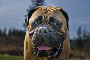 Obraz premium 2023-03-17 CLOSE UP OF A LARGE BULLMASTIFF WITH NICE EYES AND A BLURRY BACKGROUND IN STANWOOD WASHINGTON