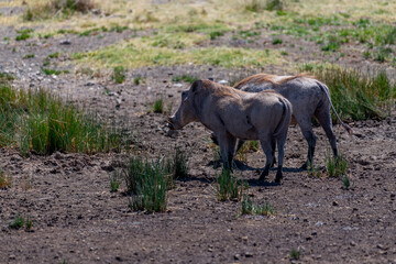 Wild pumba in Serengeti National Park