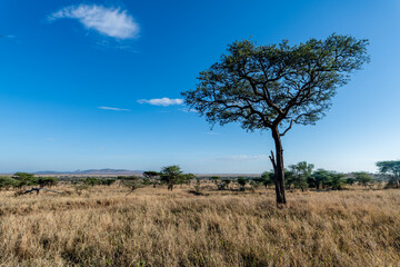 Naklejka na ściany i meble Savannah landscape in Serengeti National Park
