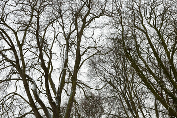 branches against sky