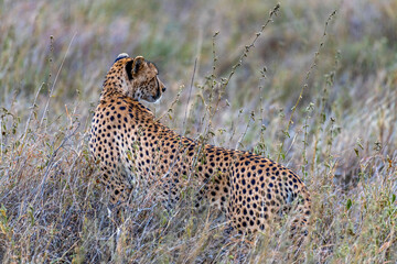 Wild cheetah in serengeti national park
