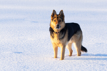 An adult German shepherd standing in snow on a late winter evening in Estonia, Northern Europe