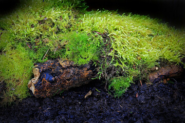 green moss growing over a tree log