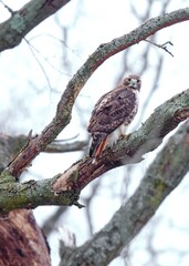 Red tailed hawk 2