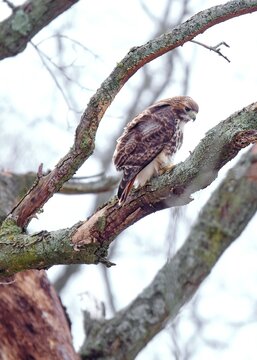 Red tailed hawk © herb