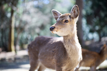 奈良公園の鹿 - obrazy, fototapety, plakaty
