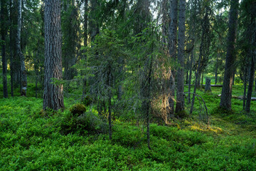 Fototapeta na wymiar A summery primeval woodland with a lot of deadwood on forest floor in Närängänvaara near Kuusamo, Northern Finland 