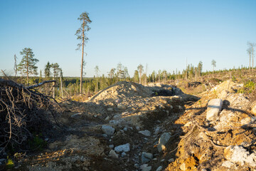 Fototapeta na wymiar A mineralized forest land on a clear-cut area near Kuusamo, Northern Finland