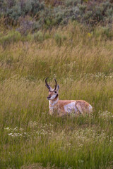 Pronghorn in the Grass