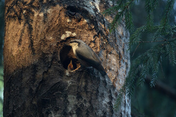 Closeup of Eurasian nuthatch feeding hungry chicks in Estonian boreal forest on a spring day	