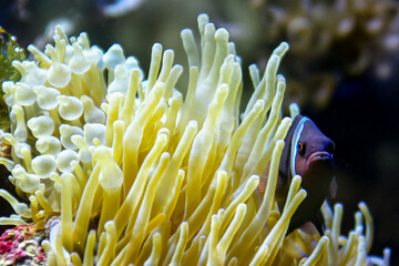 Anemonefish