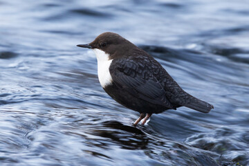 Close-up of a White-throated dipper, Cinclus cinclus standing on a rock in the middle of rapids near Kuusamo, Northern Finland