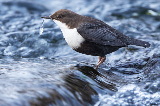 Close-up of a White-throated dipper, Cinclus cinclus standing on a rock in the middle of rapids near Kuusamo, Northern Finland