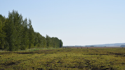 landscape with trees and sky
