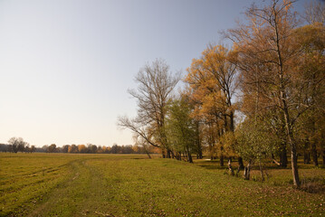 autumn landscape with trees