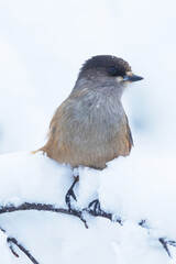 A close-up of a Siberian jay perched on a really snowy branch in a wintry taiga forest near Kuusamo, Northern Finland.	