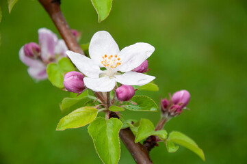 Blooming fruit tree. Pink Cherry Blossom flower on a warm spring day