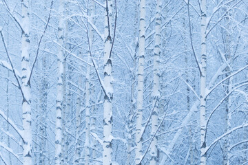 Silver birch trees covered with snow during a misty winter evening in rural Estonia, Northern...