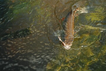 fisherman, fish on a hook in the water